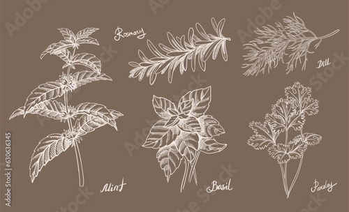 Hand drawn set with herbs and spices. White line, sepia background. Basil, mint, drill, rosemary sketch. Vector kitchen culinary set. Cooking herb. Vector
