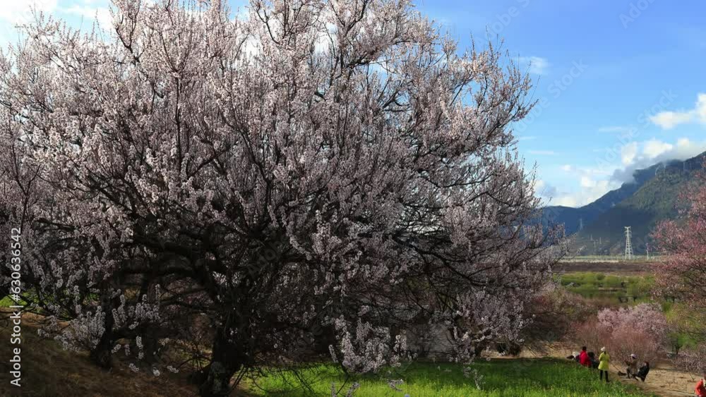 Nyingchi Prefecture in Tibet, Peach blossom in full bloom in spring. Nyingchi Prefecture in Tibet, Peach blossom in full bloom in spring.