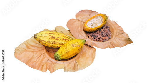 Closeup cocoa fruit on dry leaves isolate on white background and make with Parth. photo