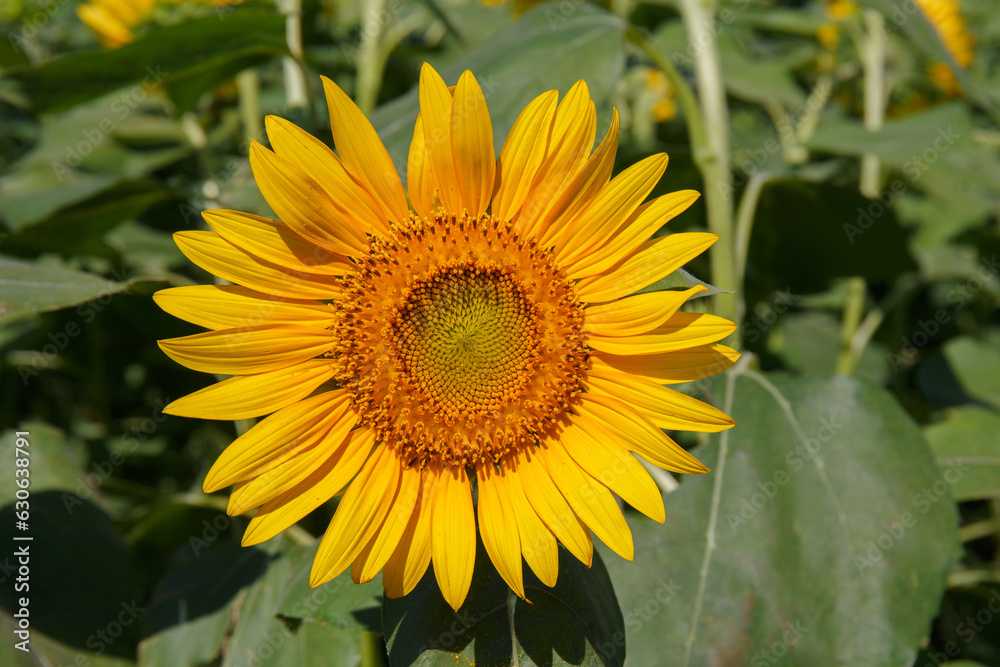 Naklejka premium ヒマワリ 順光