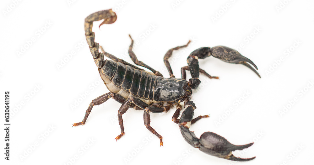 Black scorpion isolated on white background. Black scorpion isolated on white background.