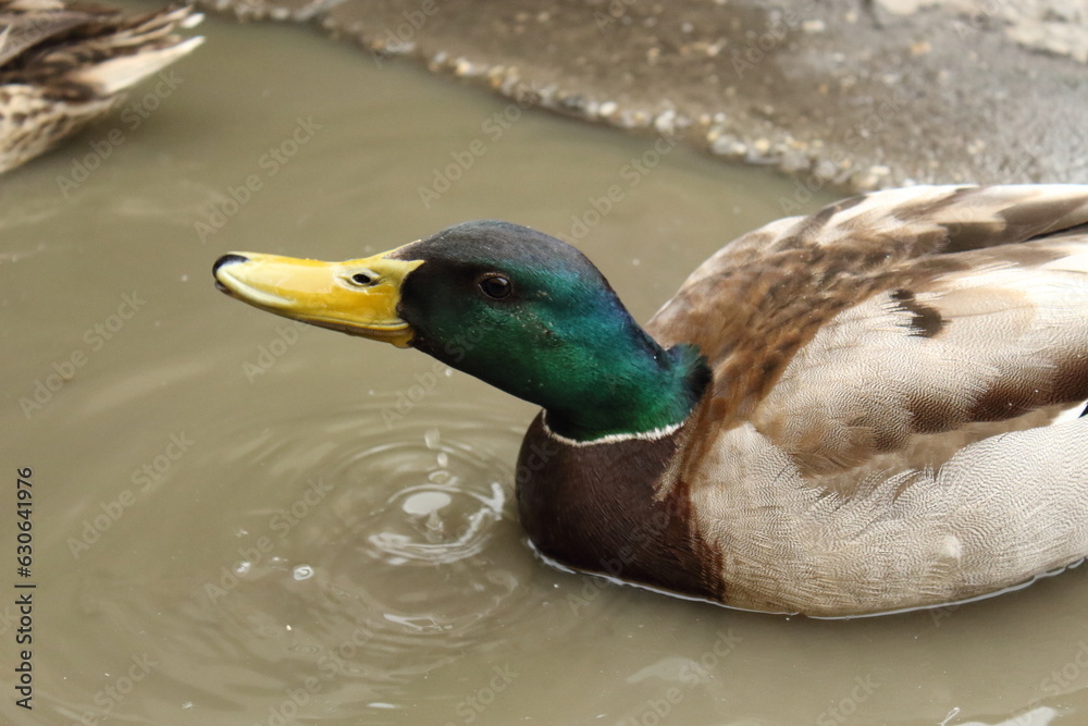 Obraz premium a duck in a puddle
