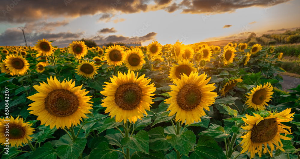Sunflower fields in warm evening light, Charente, France, High quality photo