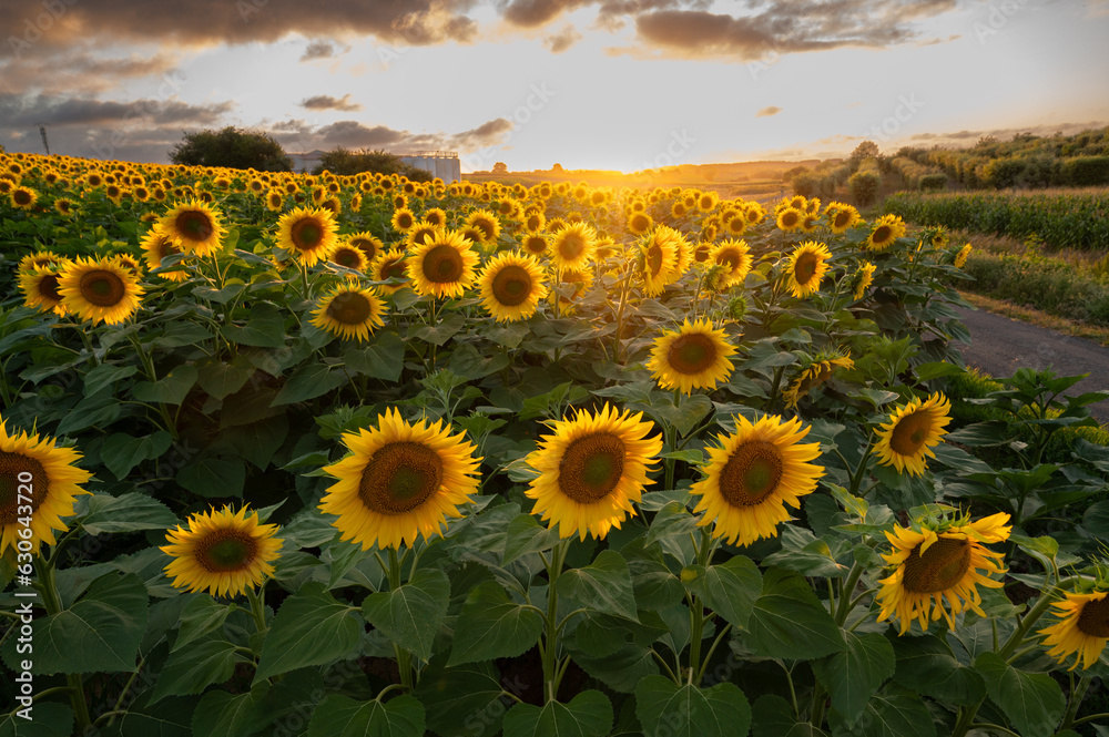Obraz premium Sunflower fields in warm evening light, Charente, France, High quality photo