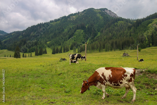 The bunch of grazing cows on the green meadow surrounded by Austrian Alps mountains.