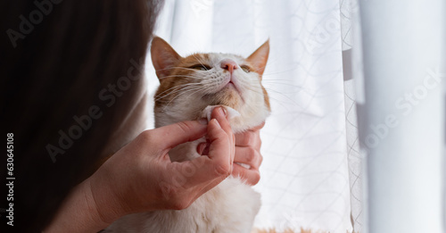 Foto 猫の顔を拭く　茶トラ白
