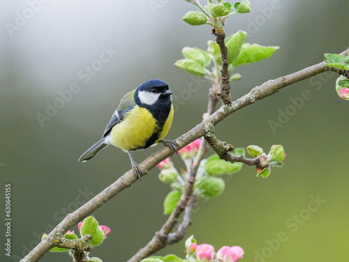 A great tit sitting on a tree