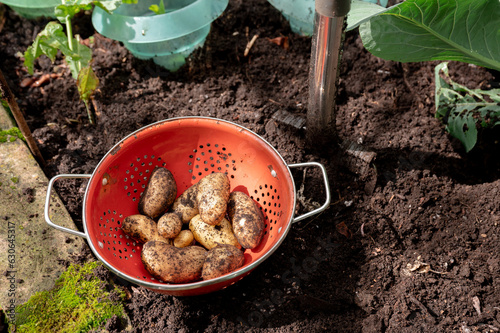 Freshly harvested potatoes in garden