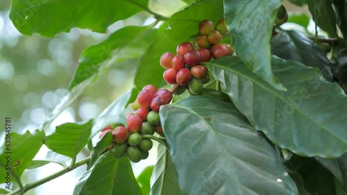 Wallpaper Mural static shot of beautiful coffee beans branch Torontodigital.ca