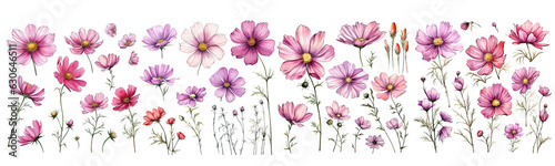 Set of Cosmos flowers watercolor collection hand drawn, Cosmos flowers elegant watercolor , Cosmos flowers isolated transparent background, PNG.