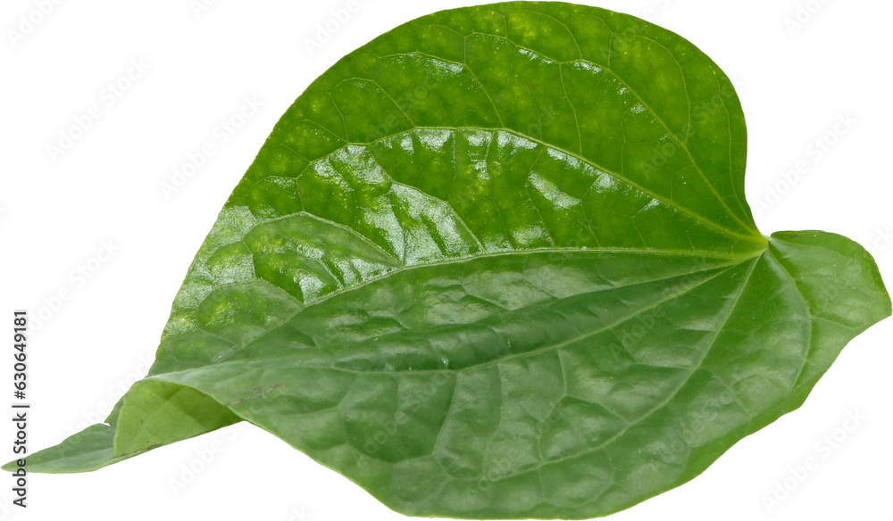 Obraz premium Green betel leaf isolated blank background, Thai herb.