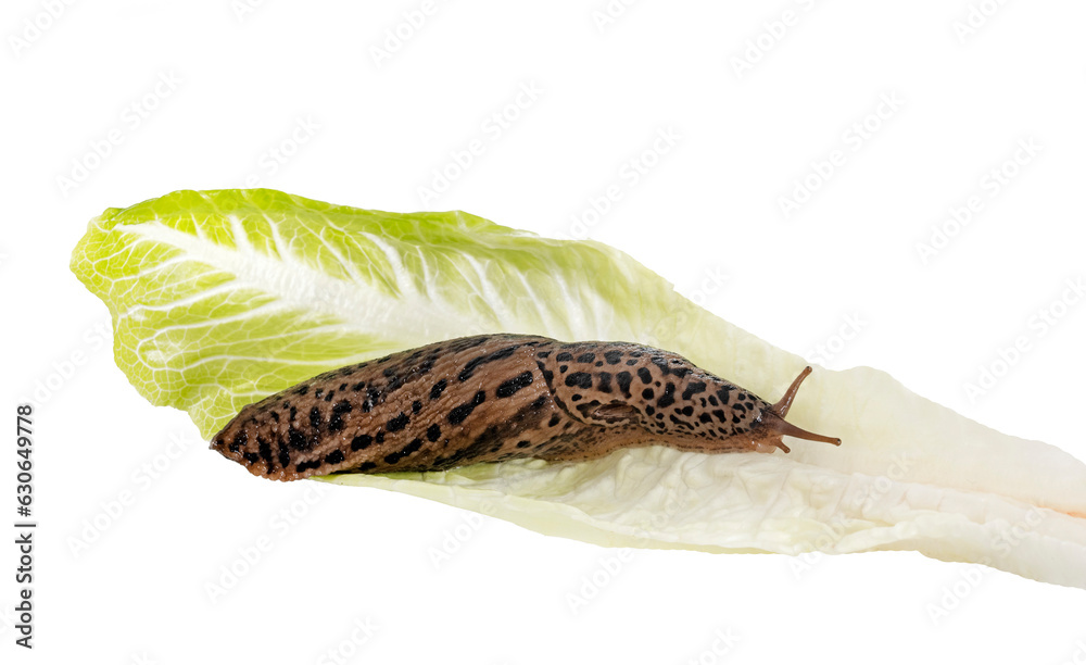 Fototapeta premium Limax maximus in studio