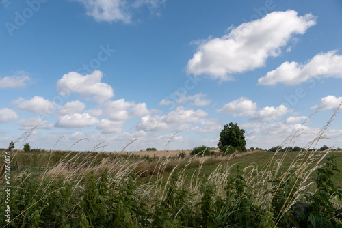 Hochsommerliche Wiesenlandschaft