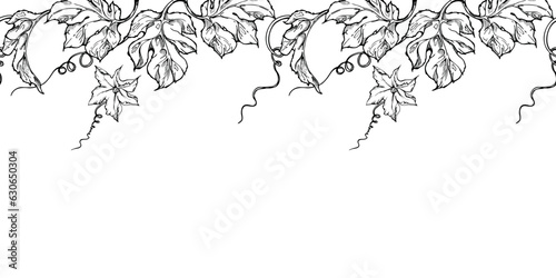 Hand drawn ink vector pumpkin gourd squash flower, tendrils and leaf. Seamless border. Sketch illustration art for harvest, farming. Design for restaurant menu print, cafe, website, wedding invitation