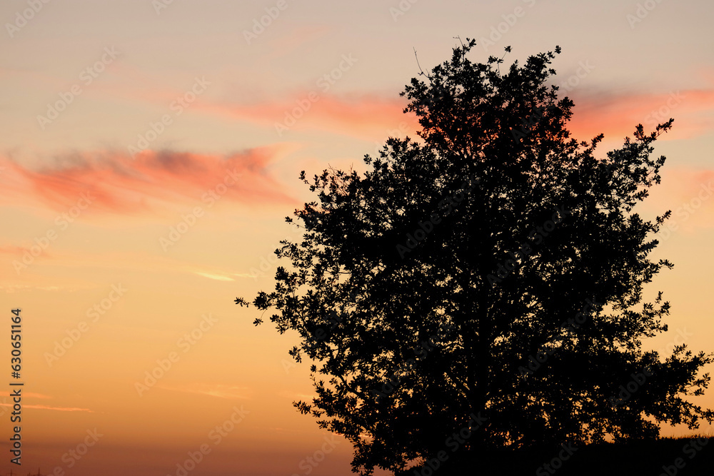Silhouette eines Baumes in der Abenddämmerung nahe Erdmannhausen, Deutschland Silhouette eines Baumes in der Abenddämmerung nahe Erdmannhausen, Deutschland
