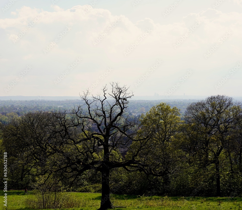 tree in the field