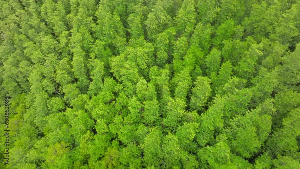 aerial view of dark green forest Abundant natural ecosystems of rainforest. Concept of nature forest preservation and reforestation. aerial view of dark green forest Abundant natural ecosystems of rainforest. Concept of nature forest preservation and reforestation.
