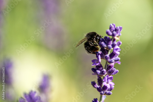 bee on flower,bergafjärden, medelpad, sverige,sweden, norrland, Mats © Mats