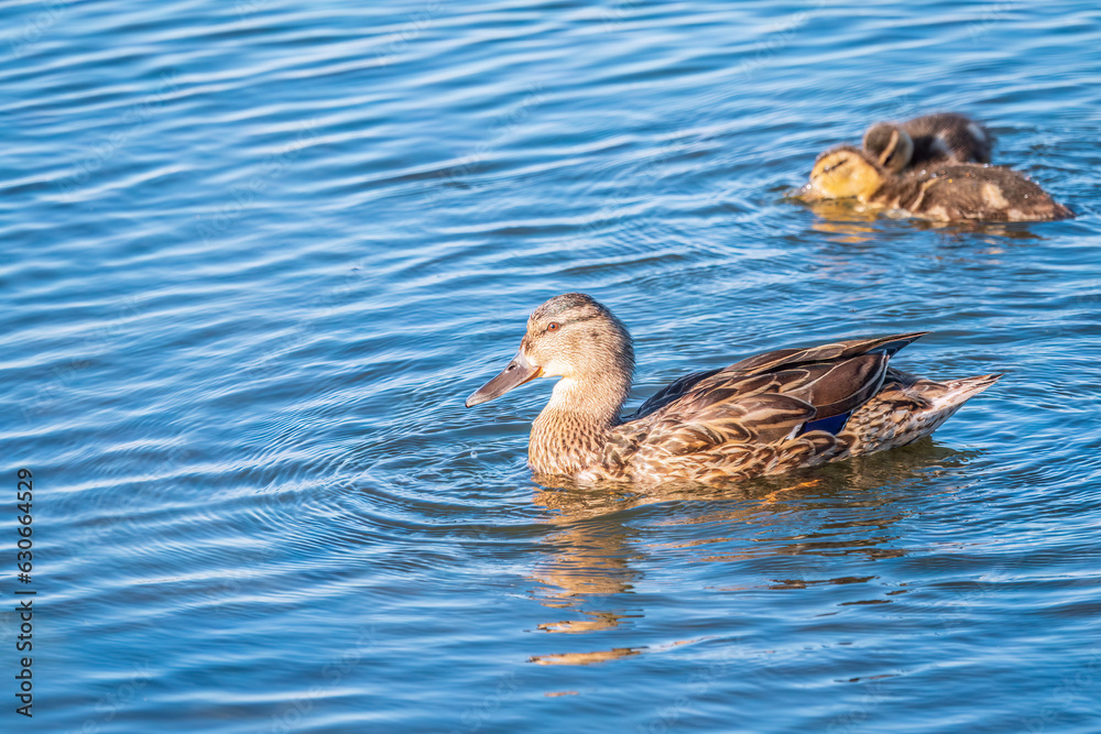A family of ducks, a duck and its little ducklings are swimming in the water. The duck takes care of its newborn ducklings. Mallard, lat. Anas platyrhynchos