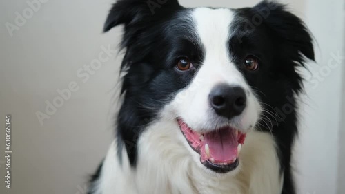 Funny emotional dog. Portrait of cute smiling puppy dog border collie on white background. Cute dog with funny face. Pet animal life concept. Love for pets friendship companion