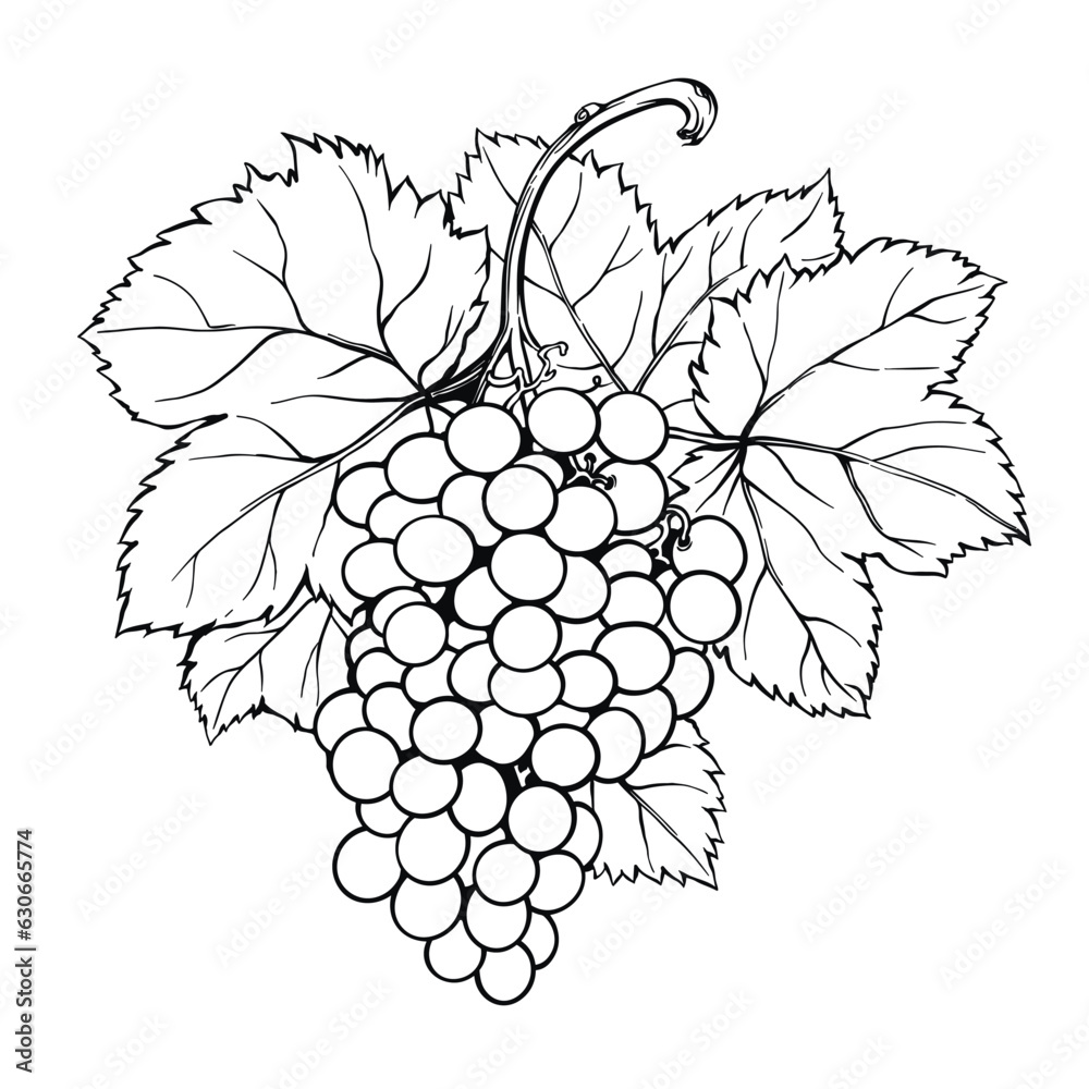 Black and white line art of grape with leaves, simple and elegant, vector illustration Black and white line art of grape with leaves, simple and elegant, vector illustration