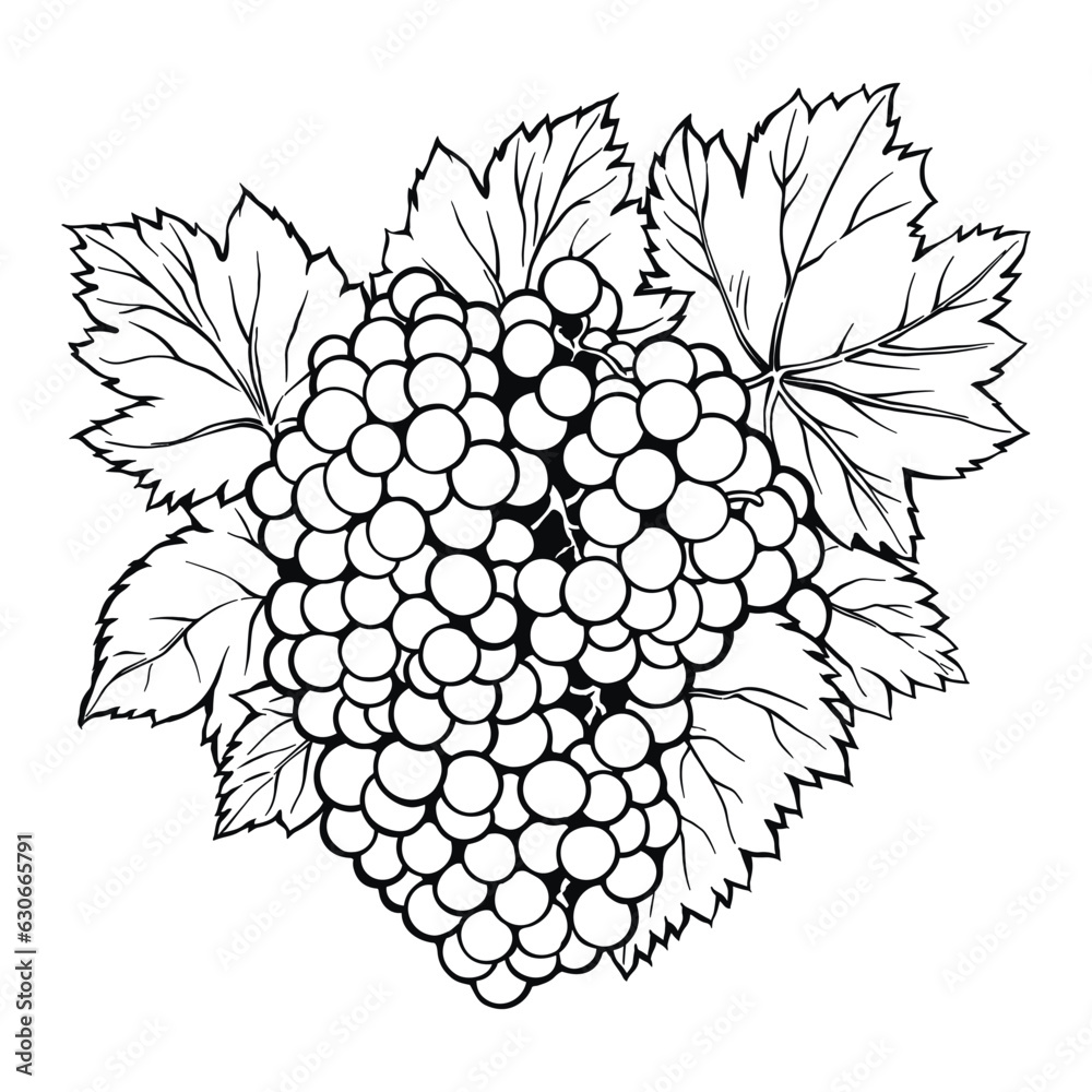 Black and white line art of grape with leaves, simple and elegant, vector contour illustration Black and white line art of grape with leaves, simple and elegant, vector contour illustration
