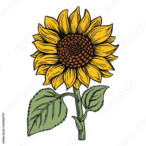 Fototapeta Naklejka Na Ścianę i Meble -  Colored vector sunflower on white, simple and elegant, cartoon style