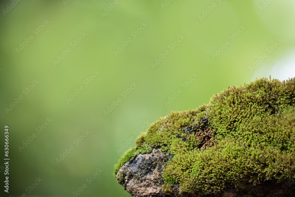 Fresh green moss on natural background.