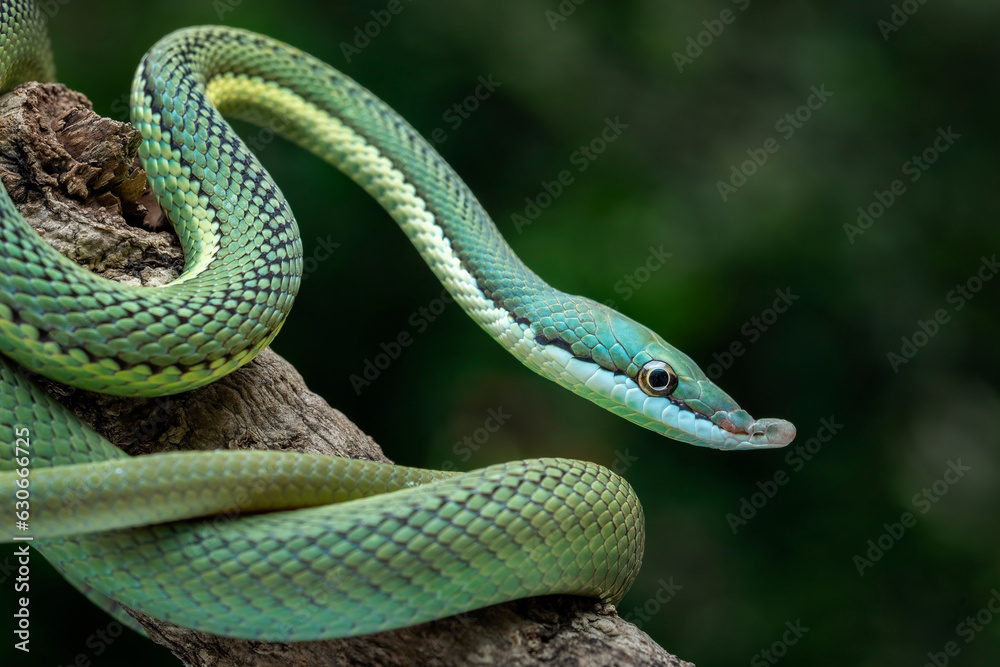 Baron's Green Racer (Philodryas baroni) is a rear-fanged venomous snake species with a remarkable Baron's Green Racer (Philodryas baroni) is a rear-fanged venomous snake species with a remarkable