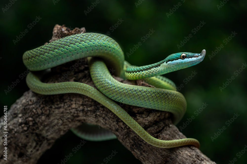 Fototapeta premium Baron's Green Racer (Philodryas baroni) is a rear-fanged venomous snake species with a remarkable 