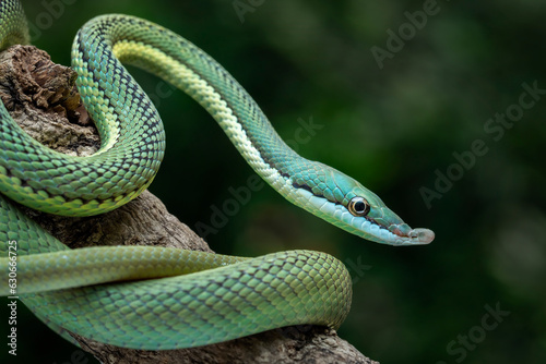 Baron's Green Racer (Philodryas baroni) is a rear-fanged venomous snake species with a remarkable "nose". They are found in the South America.
