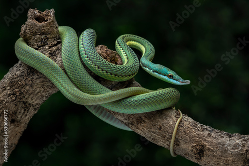 Baron's Green Racer (Philodryas baroni) is a rear-fanged venomous snake species with a remarkable "nose". They are found in the South America.