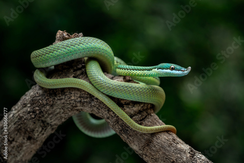 Baron's Green Racer (Philodryas baroni) is a rear-fanged venomous snake species with a remarkable 
