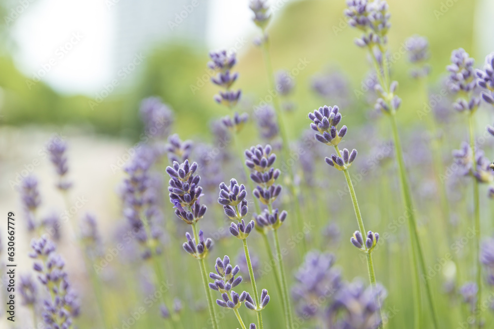 Lavender flowers in the nature, close up Lavender flowers in the nature, close up