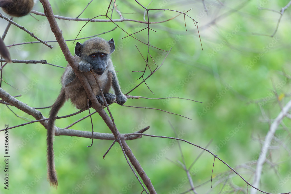 Young baboon hanging around and playing in Kruger National Park in South Africa Young baboon hanging around and playing in Kruger National Park in South Africa