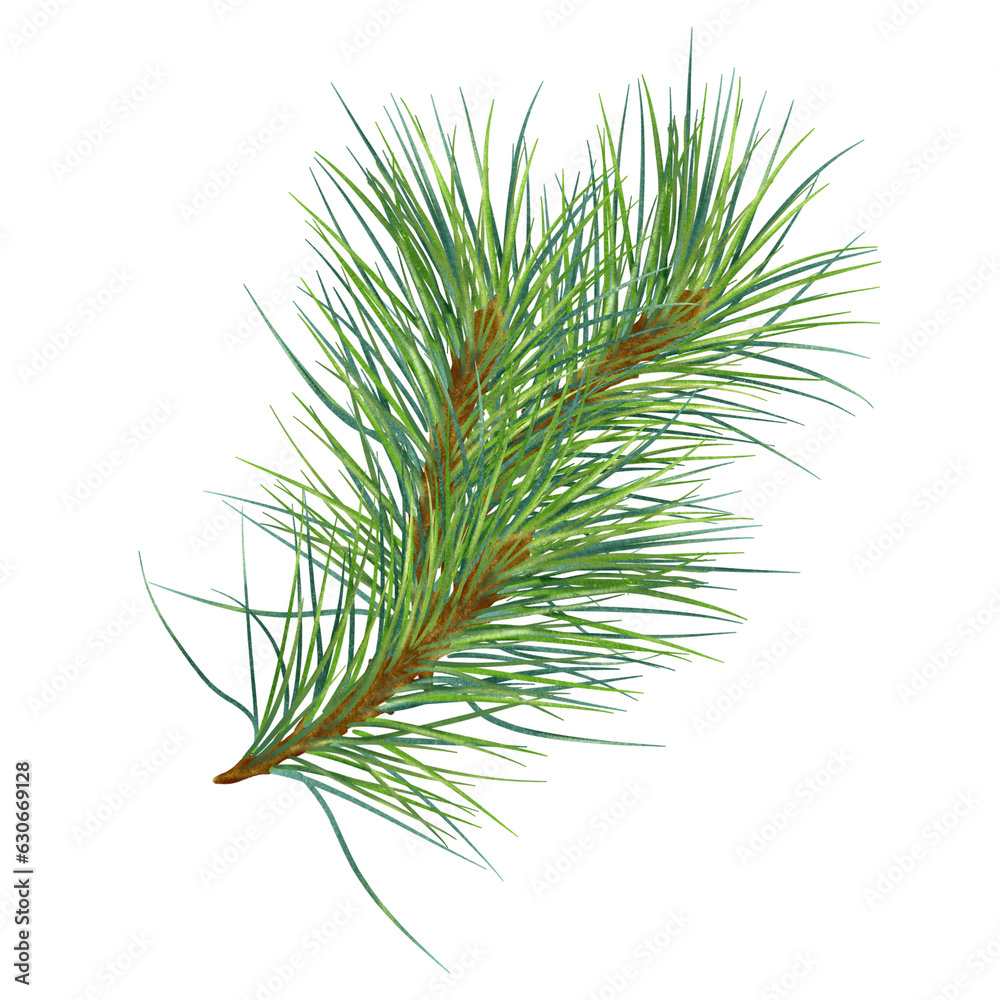 Pine branch digital watercolor style illustration isolated on white background. Cedar tree, conifer hand drawn. Element for Christmas design, invitation, card, 2023 new year design, holiday print Pine branch digital watercolor style illustration isolated on white background. Cedar tree, conifer hand drawn. Element for Christmas design, invitation, card, 2023 new year design, holiday print