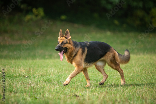german shepherd dog on grass
