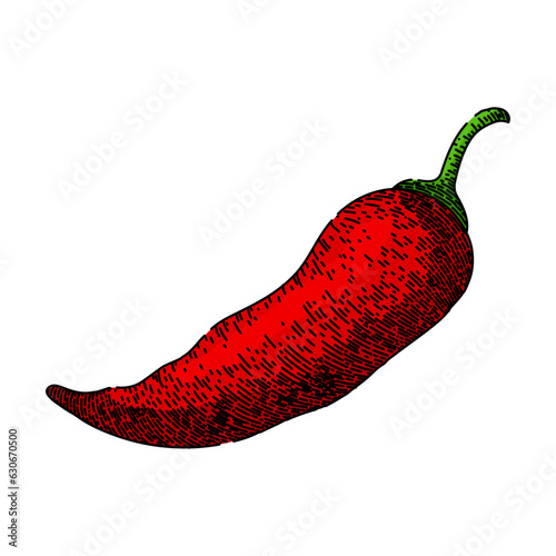 hot chili pepper hand drawn. vegetable red, chilli paprika, organic spice hot chili pepper vector sketch. isolated color illustration