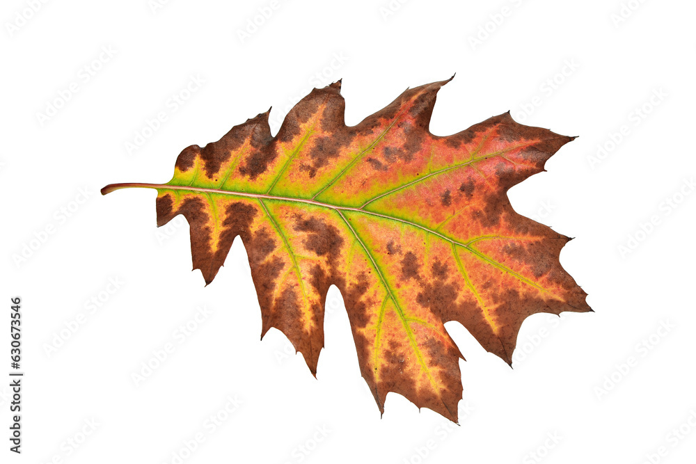 Autumn oak leaf isolated on white background Autumn oak leaf isolated on white background