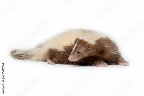 Skunk brown and cream-colored. The most common fur color of Skunks are black and white  and very few some skunks are brown and cream-colored.