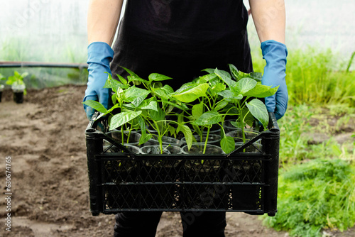 Close-up farmer's hands hold a box with seedlings in a greenhouse. Growing sweet peppers for the garden in plastic cups. Young seedlings of green peppers in cups. Selective focus