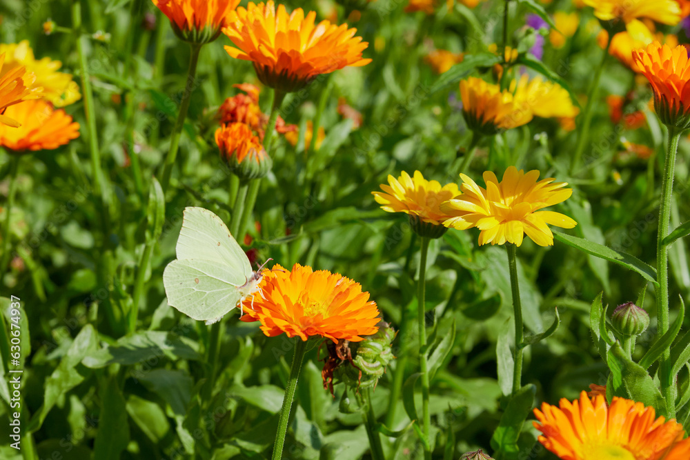 beautiful colorful meadow of wild flowers beautiful colorful meadow of wild flowers