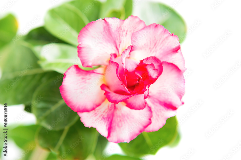 Obraz premium Pink flower Adenium isolated on white