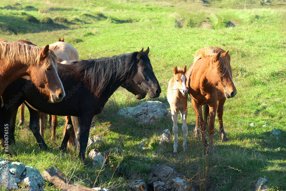 Herd of horses