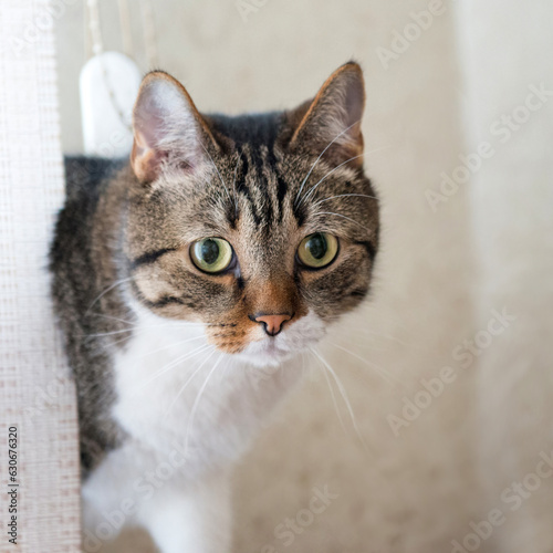 Little gray striped cat