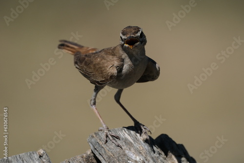 Cercotrichas galactotes - Rufous-tailed Scrub Robin photo