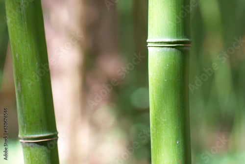 Green bamboo sprout