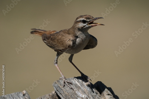 Cercotrichas galactotes - Rufous-tailed Scrub Robin photo