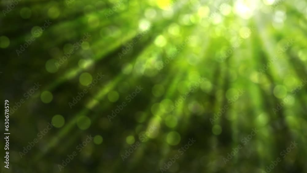 abstract forest in springtime with blurred bokeh light animation and bright sunbeams, idyllic green nature background with space for text or product presentation