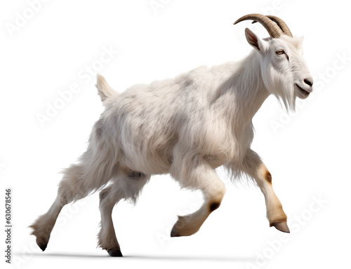 white goat running jumping on isolated background